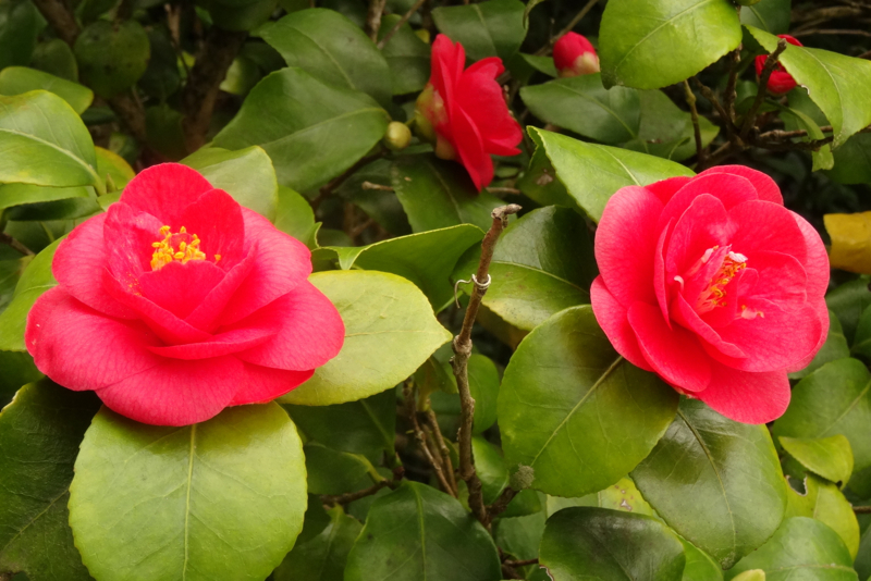 DSC00667_resize