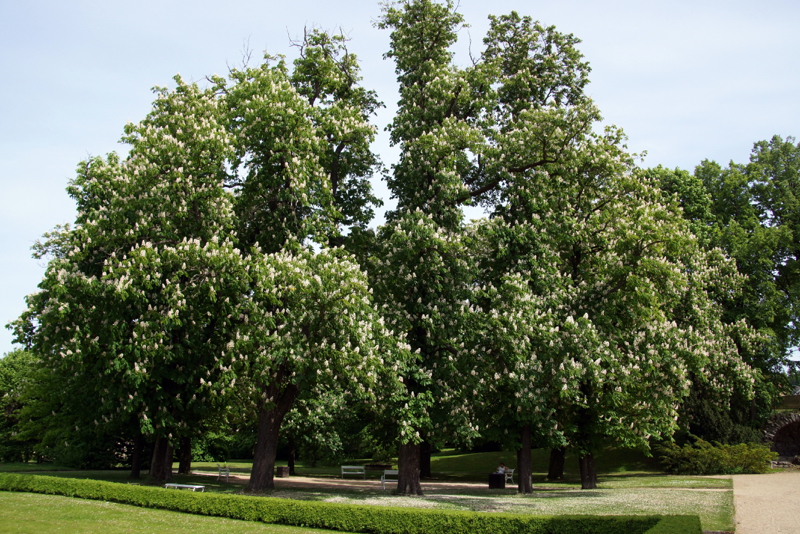 DSC09739_resize